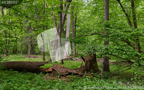 Image of Rich deciduous stand in spring with broken maple tree