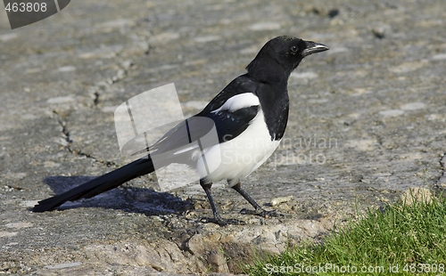 Image of magpie