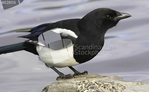 Image of Magpie