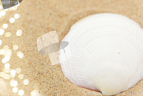 Image of seashells on beach sand