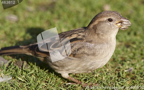 Image of House Sparrow. 