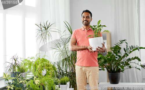 Image of indian man taking care of houseplants at home