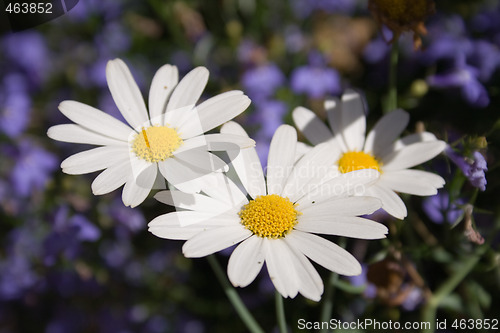 Image of Daisy flowers