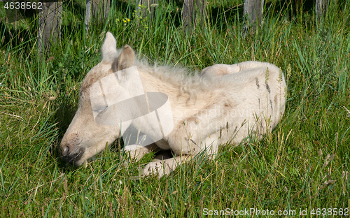 Image of Sleeping newborn foal lying in grass