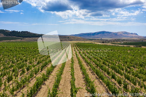 Image of Aerial view of mountain vineyard in Crimea