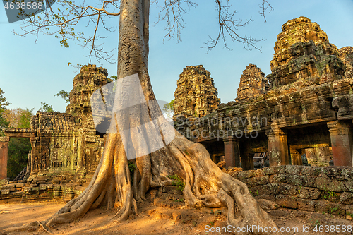 Image of Roots covering the ruin of Ta Prohm temple