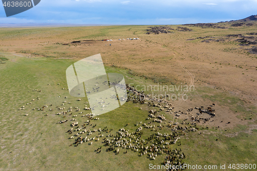 Image of grazing herds on pastures and yurts