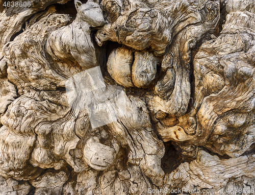 Image of background of tree trunk and roots