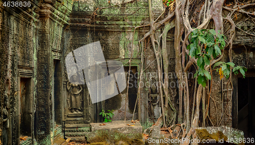 Image of Roots covering the ruin of Ta Prohm temple