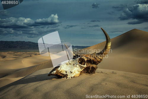 Image of Bull skull in sand desert and storm clouds