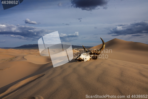 Image of Bull skull in the sand desert at sunset