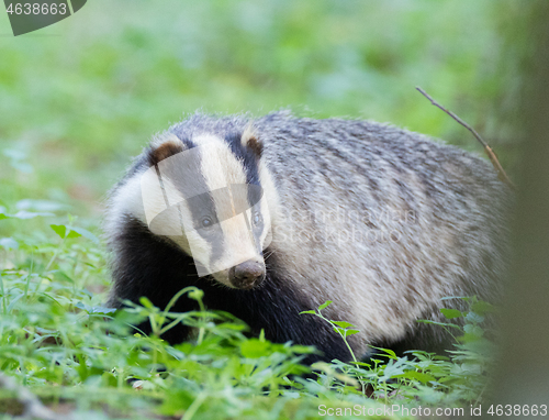 Image of Badger(Meles meles) next to stump