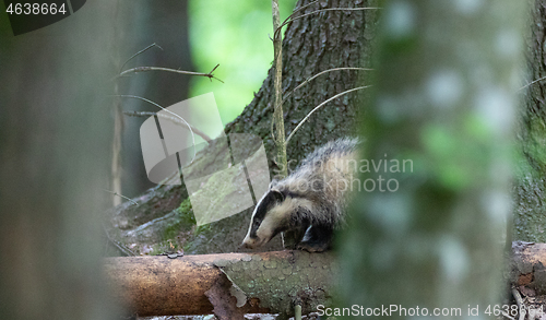 Image of Badger(Meles meles) next to stump