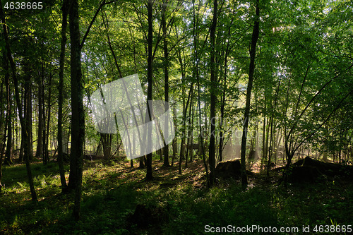 Image of Sunbeam entering rich deciduous forest