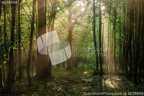 Image of Sunbeam entering rich deciduous forest