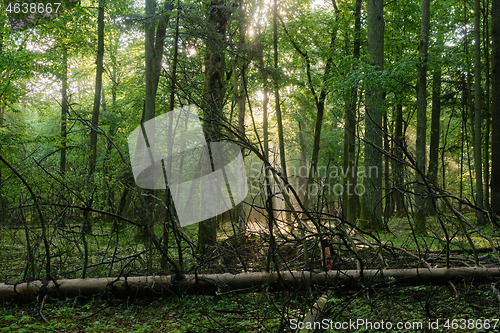 Image of Sunbeam entering rich deciduous forest