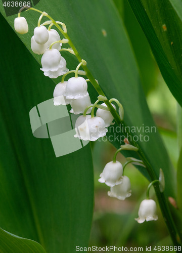Image of Lily of the valley white flowers close-up