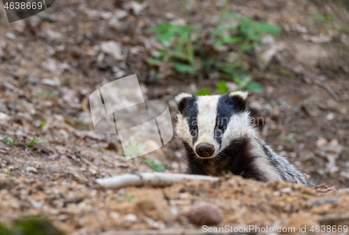 Image of Badger(Meles meles) close-up portrait