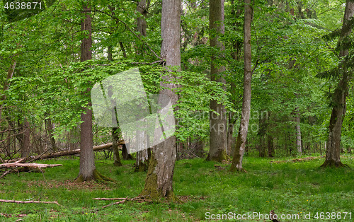 Image of Rich deciduous stand in spring with broken hornbeam tree