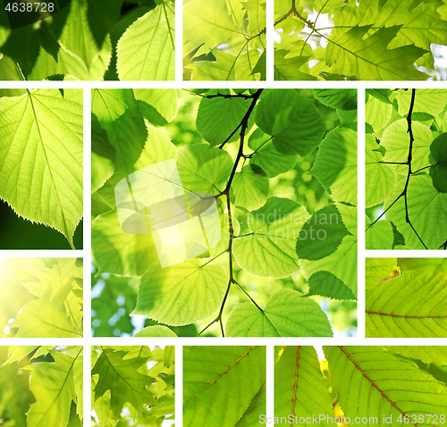 Image of Green collage from leaves of different trees