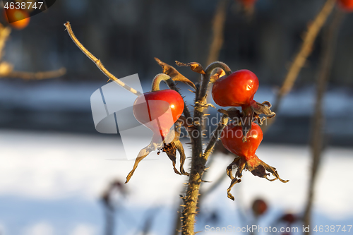 Image of Dog Rose or Rosa Canina branches with bright fruits