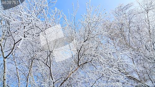 Image of Beautiful branches of trees covered with snow