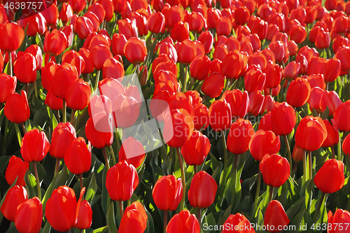 Image of Beautiful bright fresh red tulips glowing on sunlight