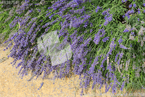 Image of Beautiful blooming lavenders, in summer garden