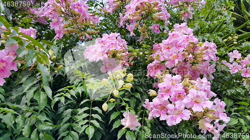 Image of Perennial bush with beautiful large pink delicate flowers