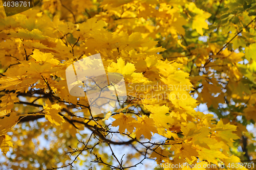 Image of Beautiful golden autumn leaves of maple 