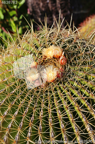 Image of Large cactus with yellow flowers