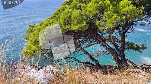 Image of Beautiful pine trees growing on a slope near the sea