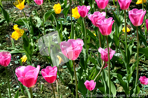 Image of Beautiful bright tulips