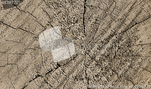 Image of Natural wooden texture with rings and cracks pattern