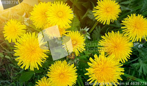 Image of bright yellow dandelion flowers