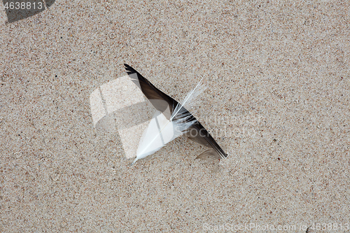 Image of black and white bird feathers