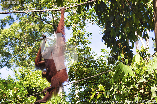 Image of Borneo-Orang-Utan