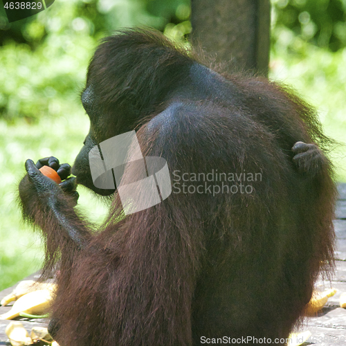 Image of Borneo-Orang-Utan