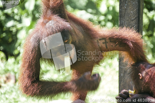 Image of Borneo-Orang-Utan