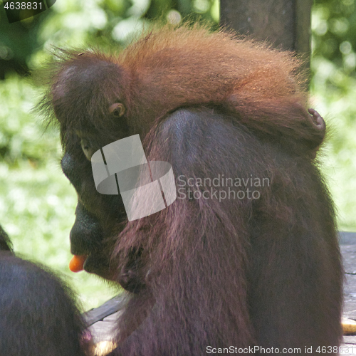 Image of Borneo-Orang-Utan