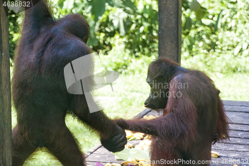 Image of Borneo-Orang-Utan