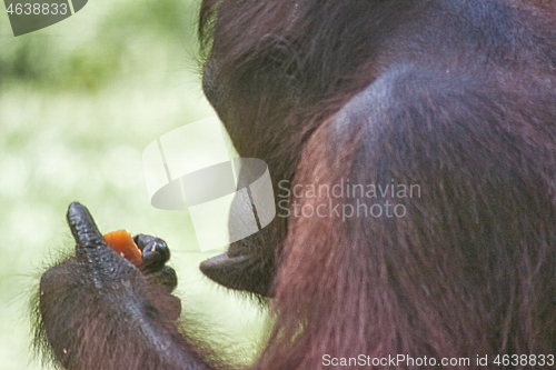 Image of Borneo-Orang-Utan