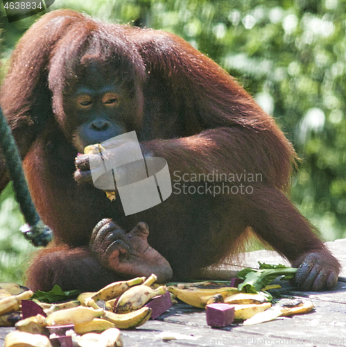 Image of Borneo-Orang-Utan