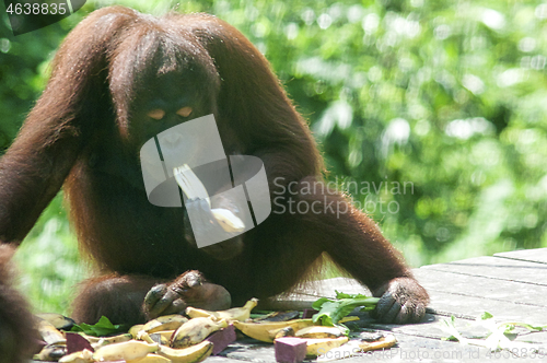 Image of Borneo-Orang-Utan