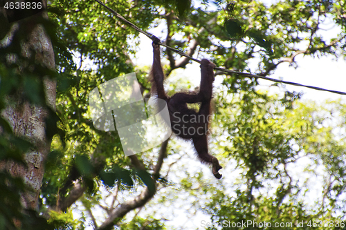 Image of Borneo-Orang-Utan