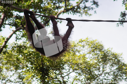 Image of Borneo-Orang-Utan