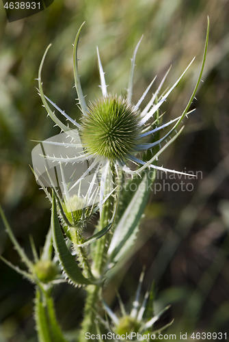 Image of Green plant with egg-shaped head (teasel)