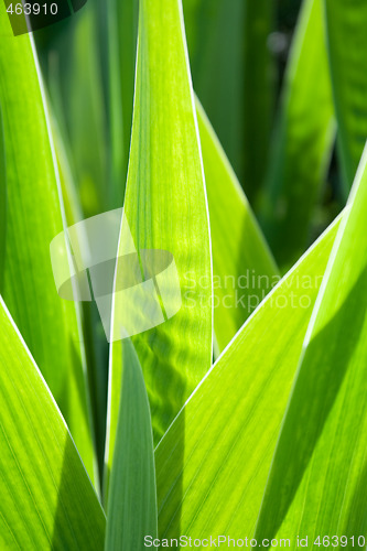 Image of Blades of a plant