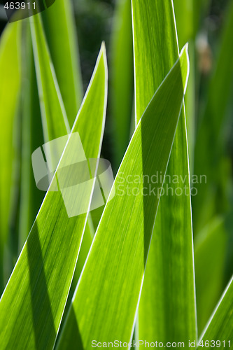 Image of Blades of a plant