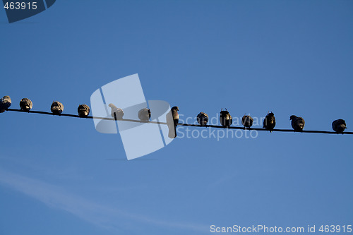 Image of Birds on a wire